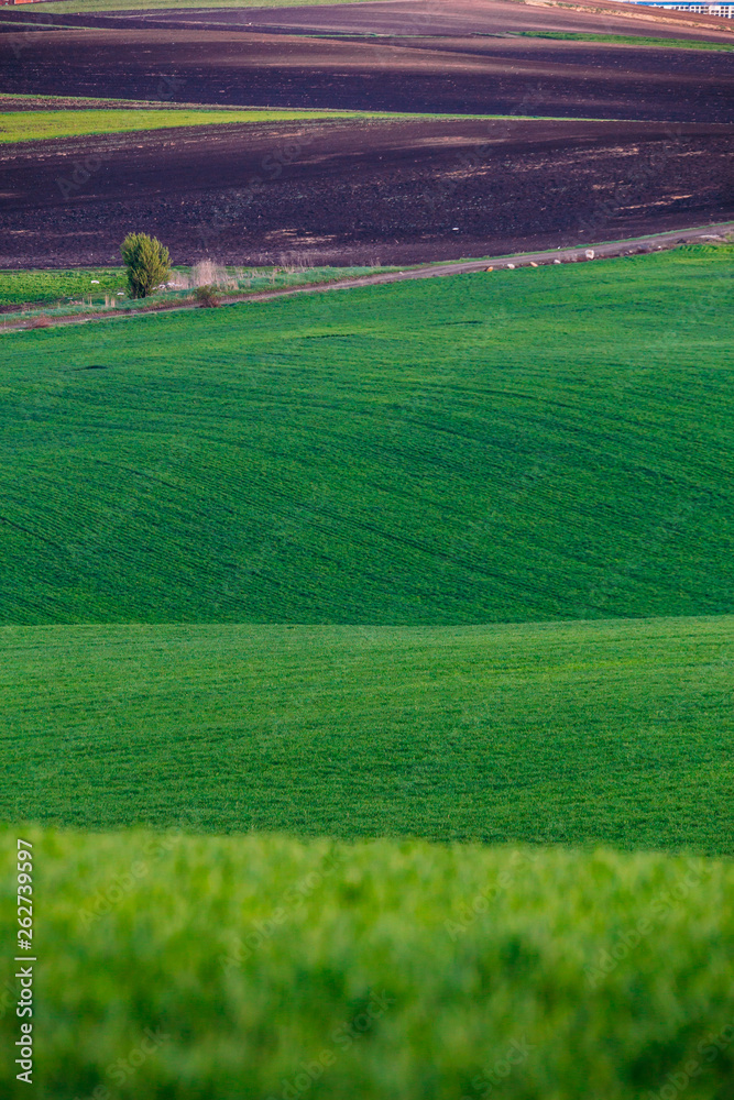 Rolling hills in spring Rolling hills in spring