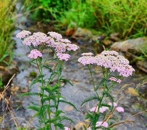 Yarrow is a very common plant in the Urals. In summer, the village people collect it, dry it and use it as a medicine.