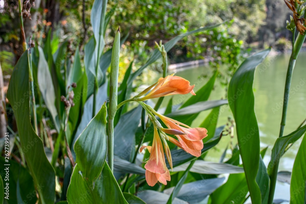 Obraz premium Orange canna indica flowers with green leaves. 