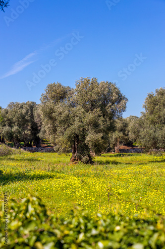 Olivenbaumplantage in Italien