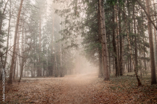 Misty landscape with forest at early morning © Julia Shepeleva