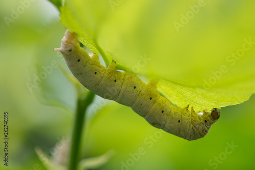 silkworm