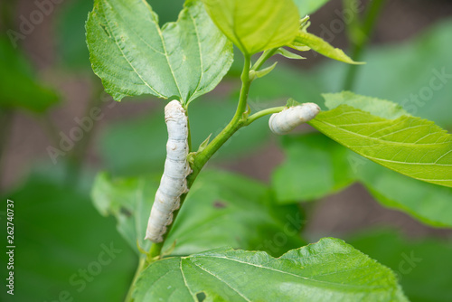 silkworm