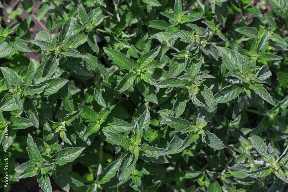 Aromatic mint growing in the garden. Fresh green leafs close up. Aromatic mint growing in the garden. Fresh green leafs close up.