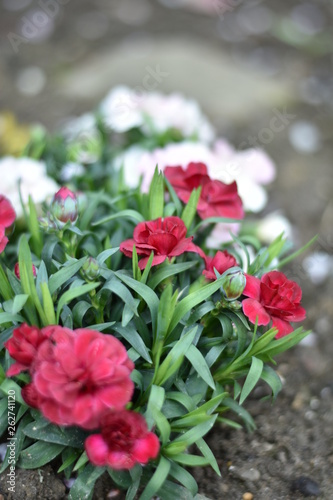 Bl  hende Gartennelken  Dianthus caryophyllus 