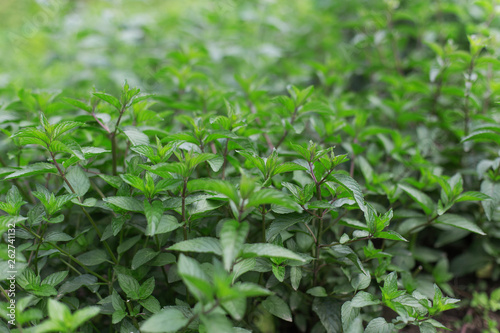Aromatic mint growing in the garden. Fresh green leafs close up.
