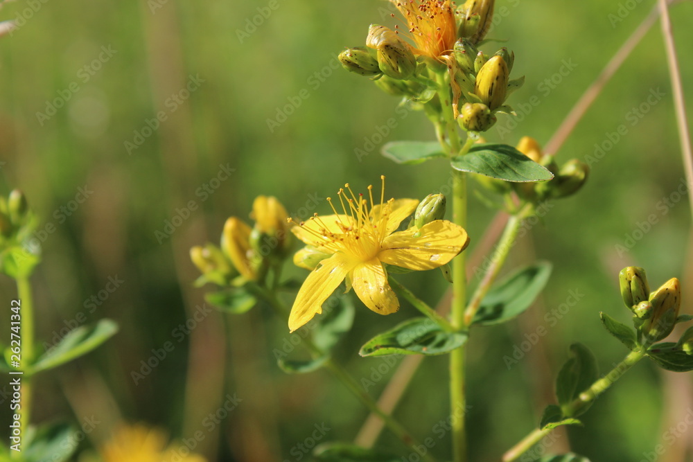 Fleurs de millepertuis