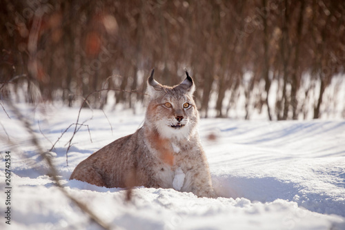 Abordable Eurasian Lynx  portrait in winter field