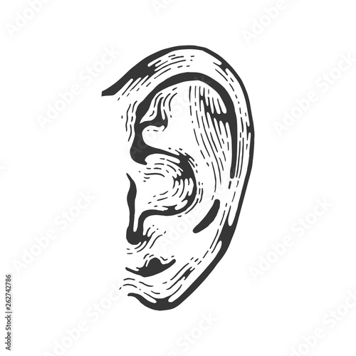 Human ear engraving vector illustration. Scratch board style imitation. Black and white hand drawn image.