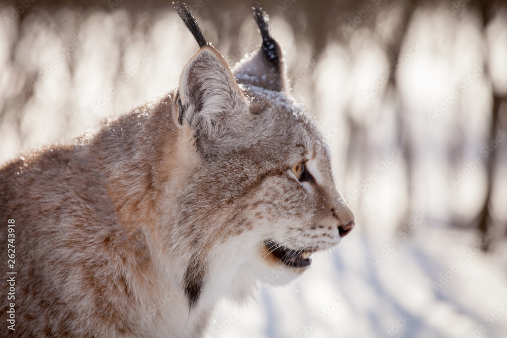 Abordable Eurasian Lynx, portrait in winter field Abordable Eurasian Lynx, portrait in winter field