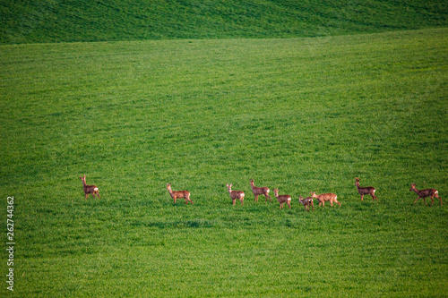 Fototapeta Naklejka Na Ścianę i Meble -  Beautiful deer in green meadows.