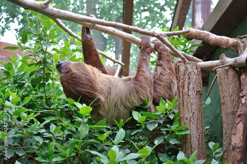 Choloepus Didactylus Two-toed Sloth animal climbing upside down on hanging tree branch