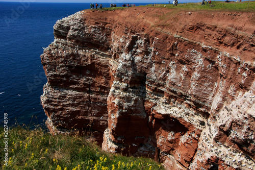 Brooding guillemots and gannets on Heligoland photo