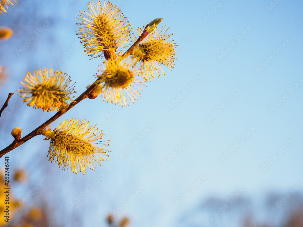 Spring young blossoming buds against a blue sky Spring young blossoming buds against a blue sky