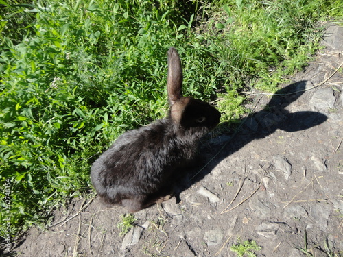 rabbit, animal, bunny, wild, grass, mammal, hare, cute, brown, ears, nature, fur, green, easter, wildlife, pet, cottontail, field, rodent, spring, fluffy, animals, sitting, meadow, grey