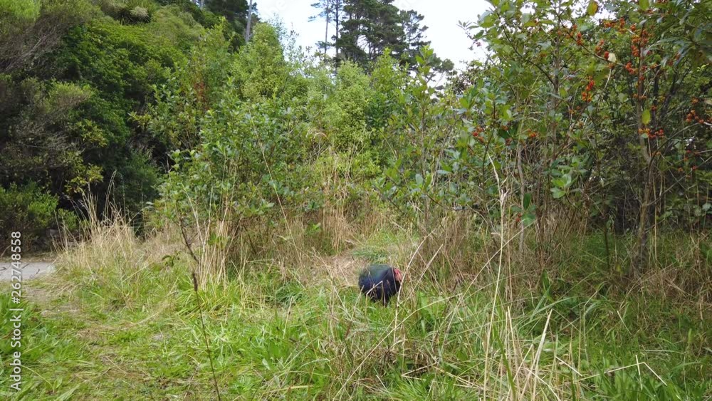 Critically endangered New Zealand Takahe walking out of bush-lands 4k Critically endangered New Zealand Takahe walking out of bush-lands 4k