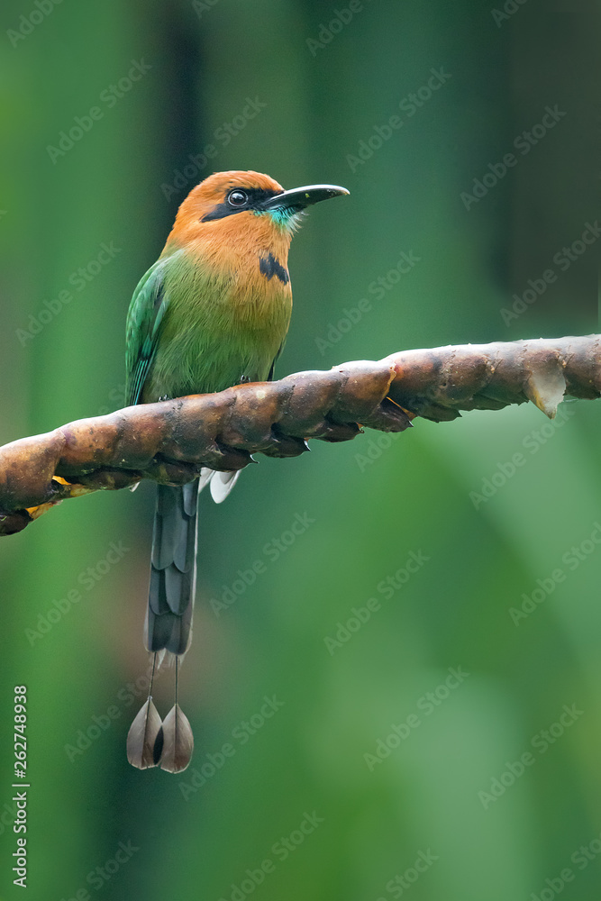 Broad-billed motmot (Electron platyrhynchum) is a species of bird in the family Momotidae. It is found in Bolivia, Brazil, Colombia, Costa Rica, Ecuador, Honduras, Nicaragua, Panama, and Peru. Photos | Adobe Stock