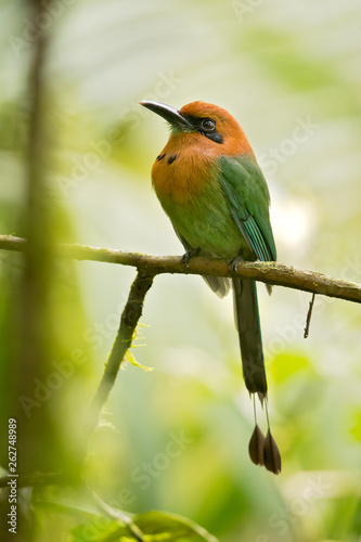 Broad-billed motmot (Electron platyrhynchum) is a species of bird in the family Momotidae. It is found in Bolivia, Brazil, Colombia, Costa Rica, Ecuador, Honduras, Nicaragua, Panama, and Peru. 