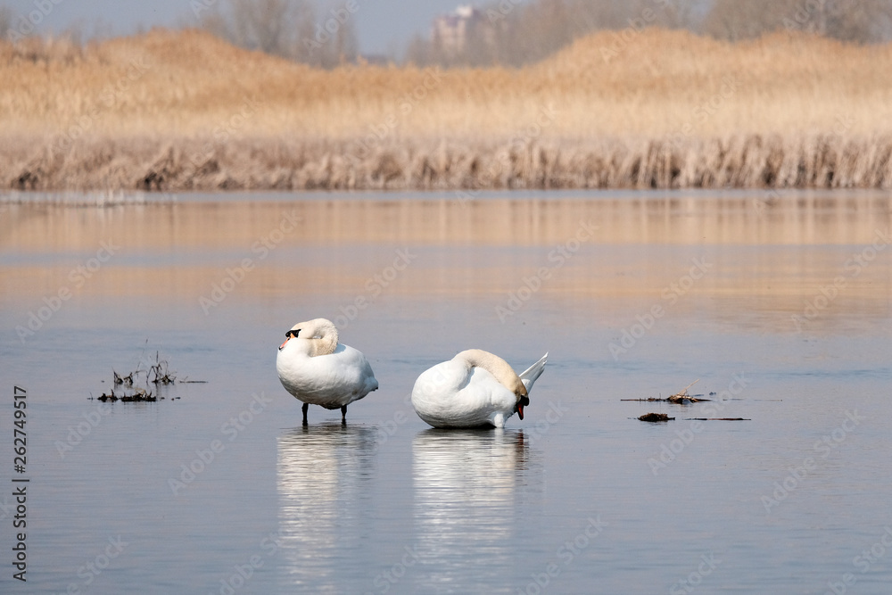 Swans resting in the river. Waterfowl concept. A pair of white swans. Swans resting in the river. Waterfowl concept. A pair of white swans.