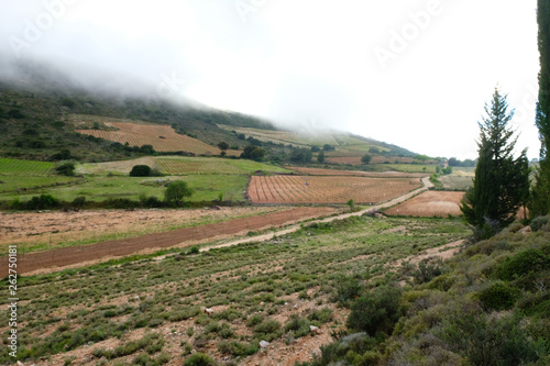 vineyards Robola Kefalonia