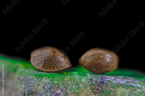 HDR Macro Photo of Medical Cannabis Seeds on the Colored Crystals Rock - Full Frame Picture. photo