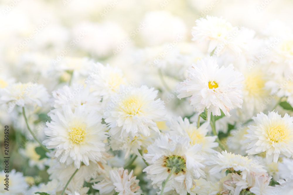 Fototapeta premium white chrysanthemum flowers, chrysanthemum in the garden. Blurry flower for background, colorful plants.