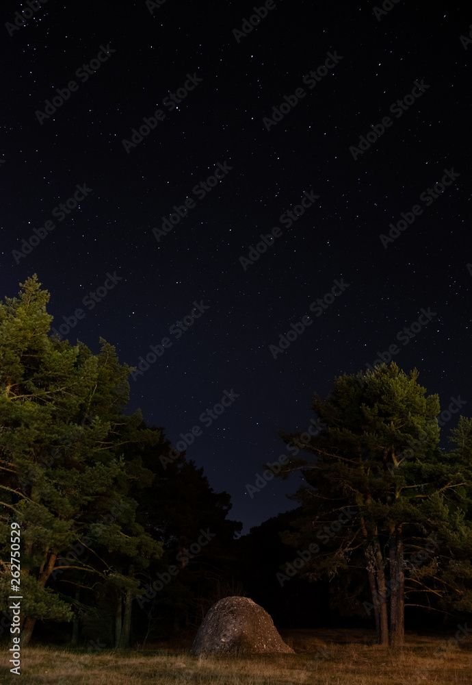 Fototapeta premium war forest stars night