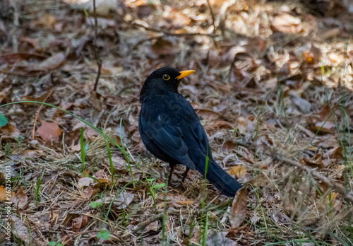 blackbird looking at the camera