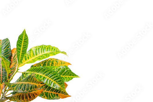 Tropical leaf plants codiaeum variegatum white background