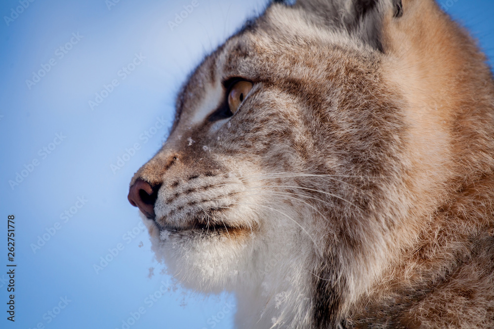 Fototapeta premium Abordable Eurasian Lynx, portrait in winter field