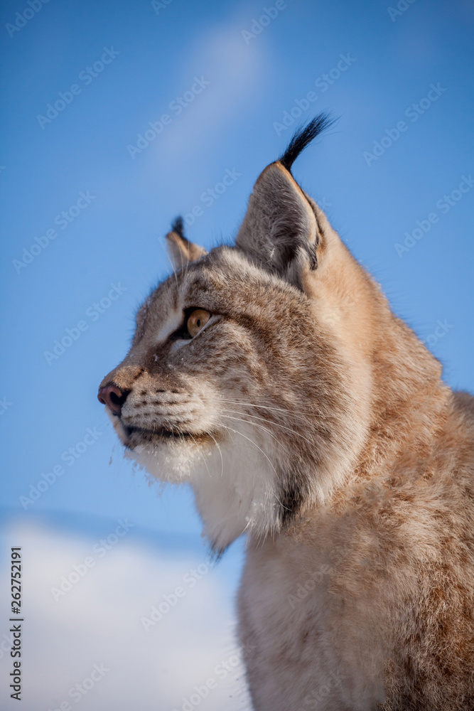 Abordable Eurasian Lynx, portrait in winter field Abordable Eurasian Lynx, portrait in winter field
