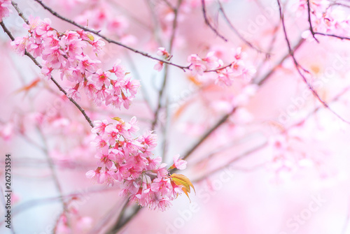 Cherry Blossom in spring with soft focus, unfocused blurred spring cherry bloom, bokeh flower background, pastel and soft flower background..