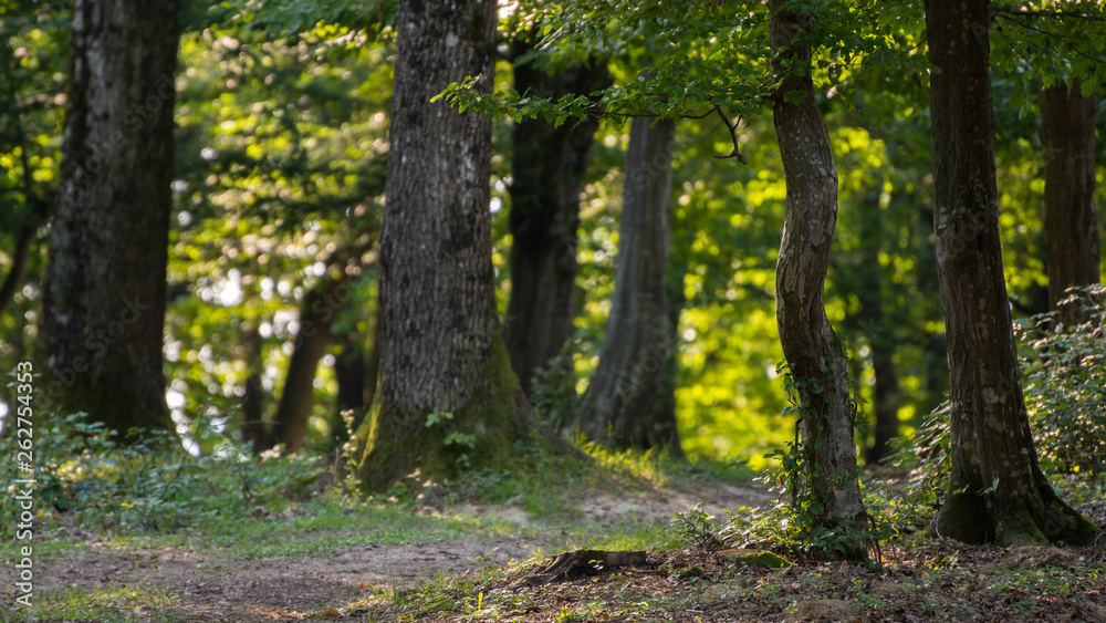 Naklejka premium Closeup of forest hit by summer light