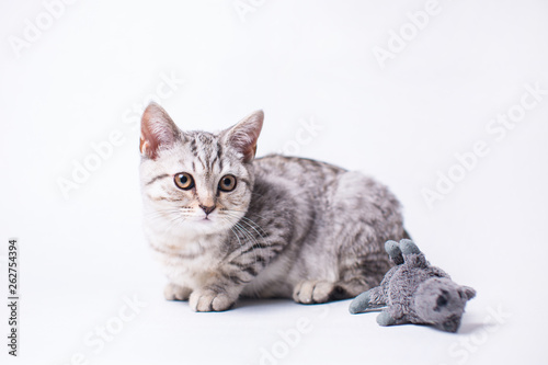kitten on white background © Lena