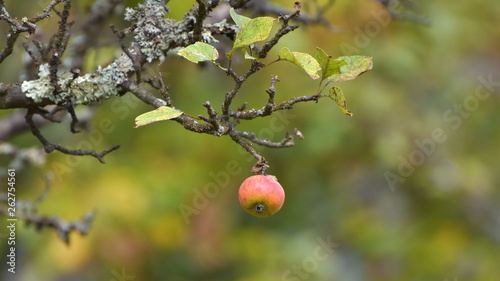 Decaying red apple on a tree branch
