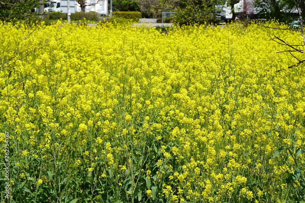 Obraz premium 菜の花