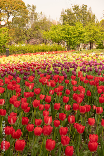 Wallpaper Mural 春　4月の花 Torontodigital.ca