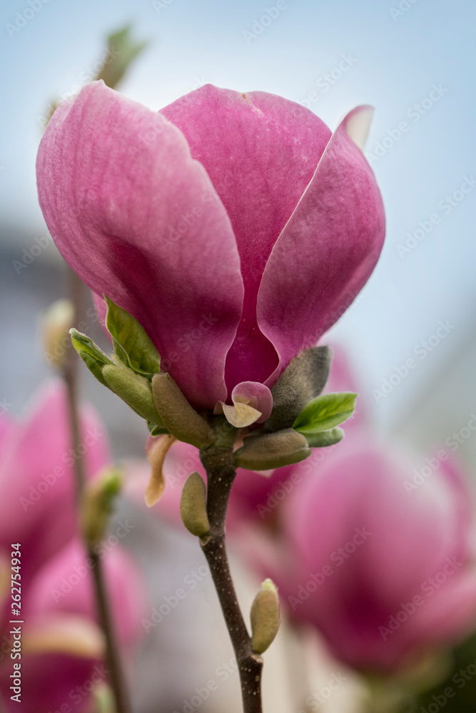 Fototapeta premium pink and white tulips