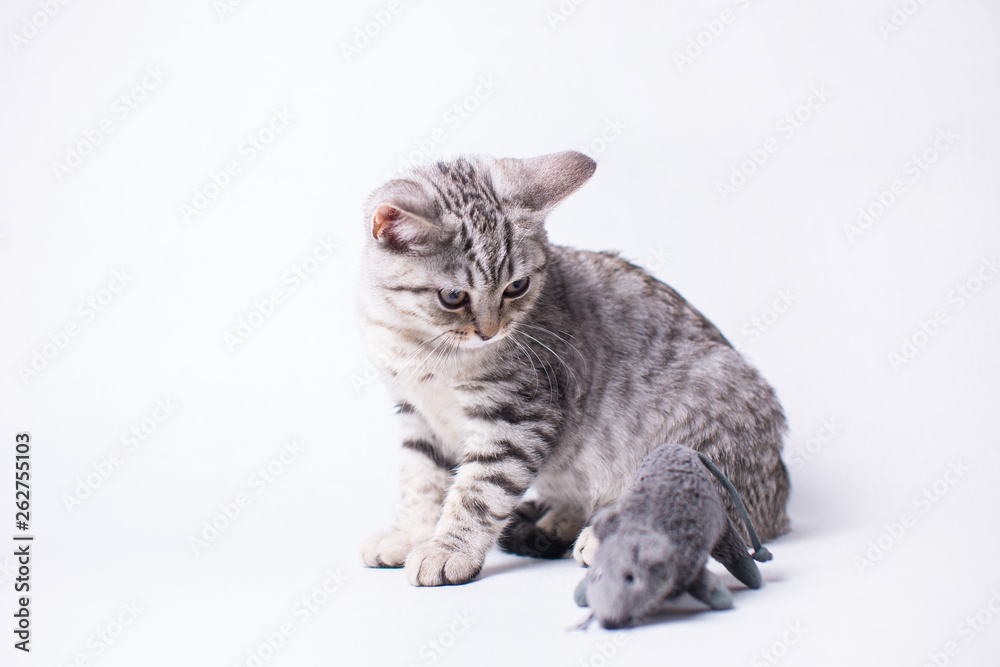 kitten in on white background kitten in on white background