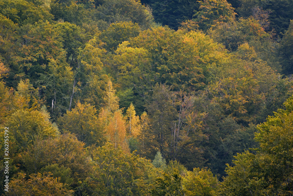 Forest in early Autumn