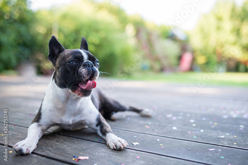 Fototapeta Naklejka Na Ścianę i Meble -  Yawning dog - boston terrier - lying on a wooden terrace