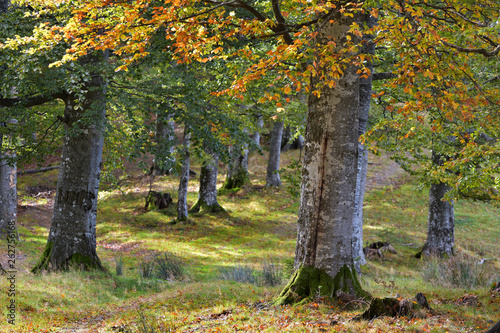 Forest in early Autumn