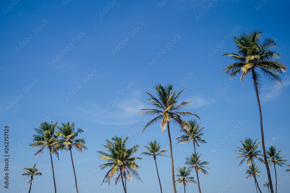 Fototapeta premium View of nice tropical beach with palms around