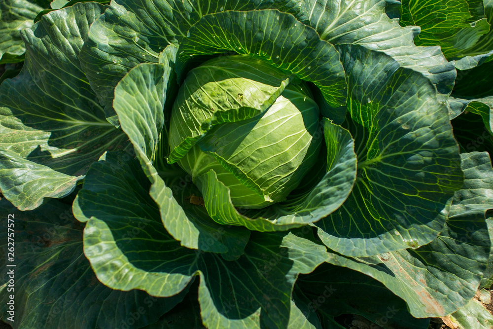 fresh green cabbage