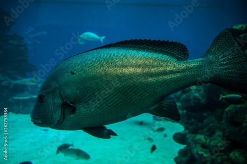 Coral & fishes, Red Sea