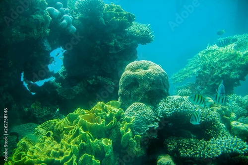 Coral & fishes, Red Sea