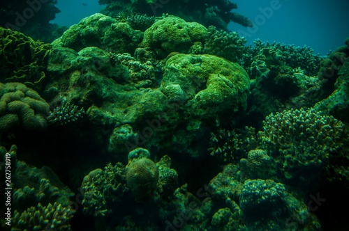 Fototapeta Naklejka Na Ścianę i Meble -  Coral & fishes, Red Sea