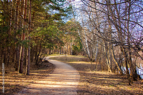 Canvas Print Peaceful road in the public park, pin forest