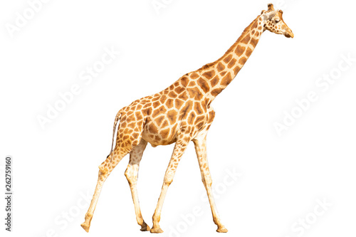 Giraffe isoliert