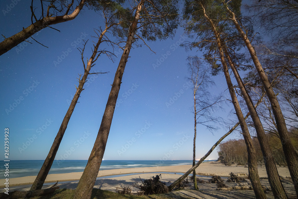 Pine and birch forest on the shore of the Baltic sea late at night. Starry sky on the background